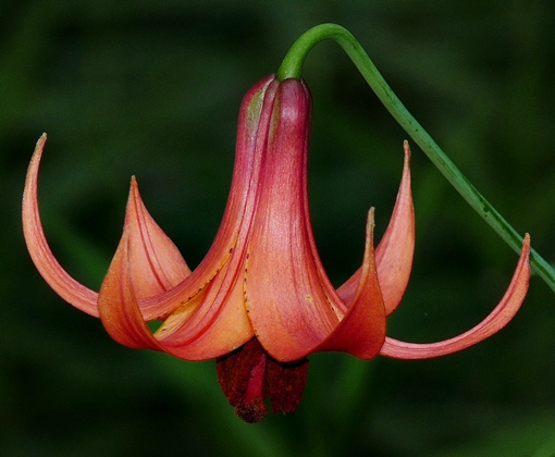 {Lilium canadense}